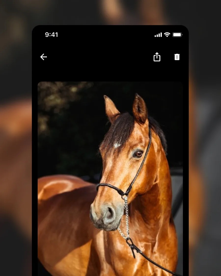 Equitask photo gallery filtered by individual horse